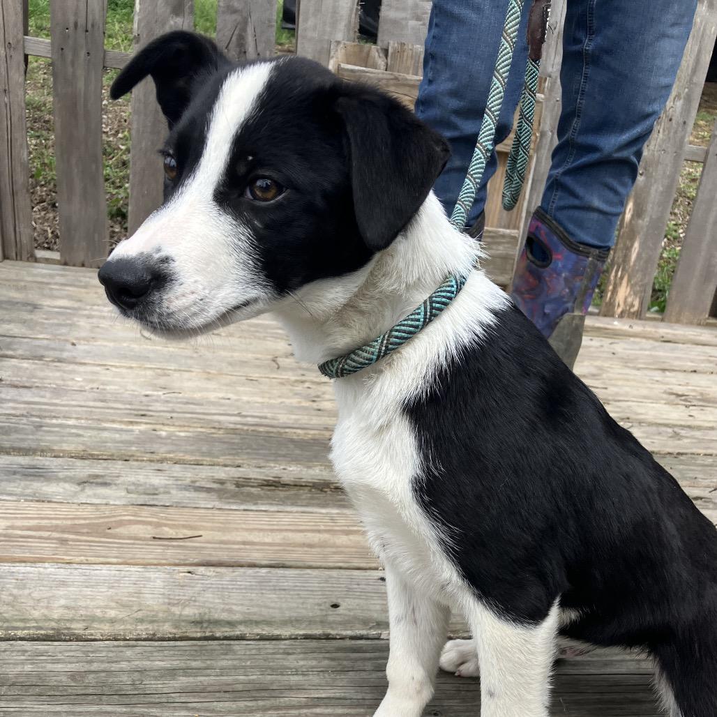 Enlarge Jack, a Adoptable Mixed Breed in Pulaski, TN image 2/4