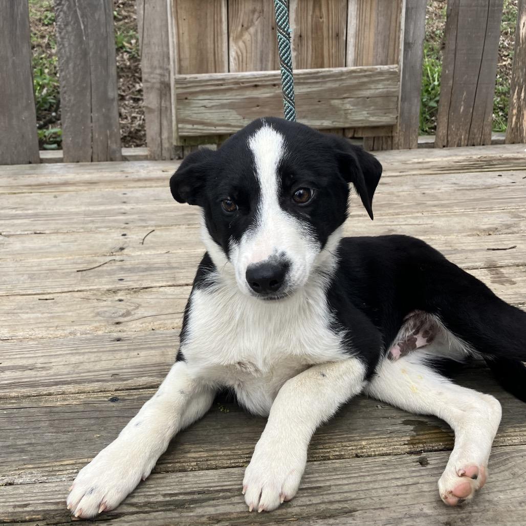 Enlarge Jack, a Adoptable Mixed Breed in Pulaski, TN image 3/4