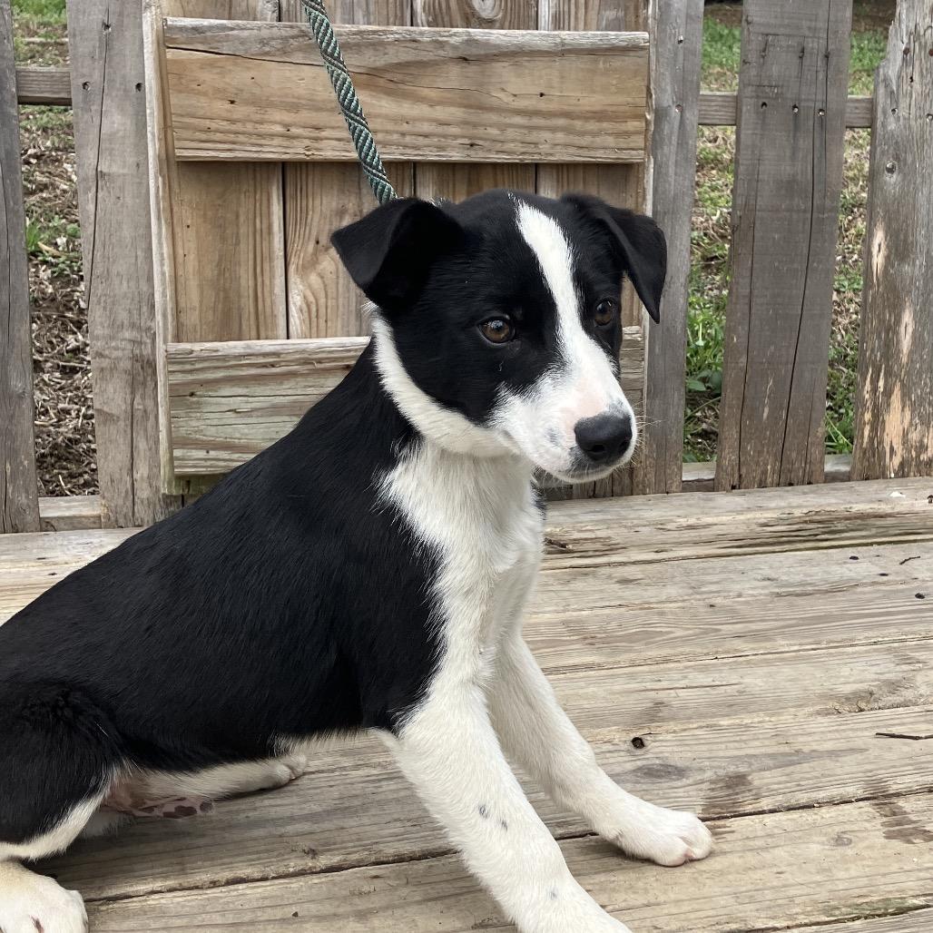 Enlarge Jack, a Adoptable Mixed Breed in Pulaski, TN image 4/4