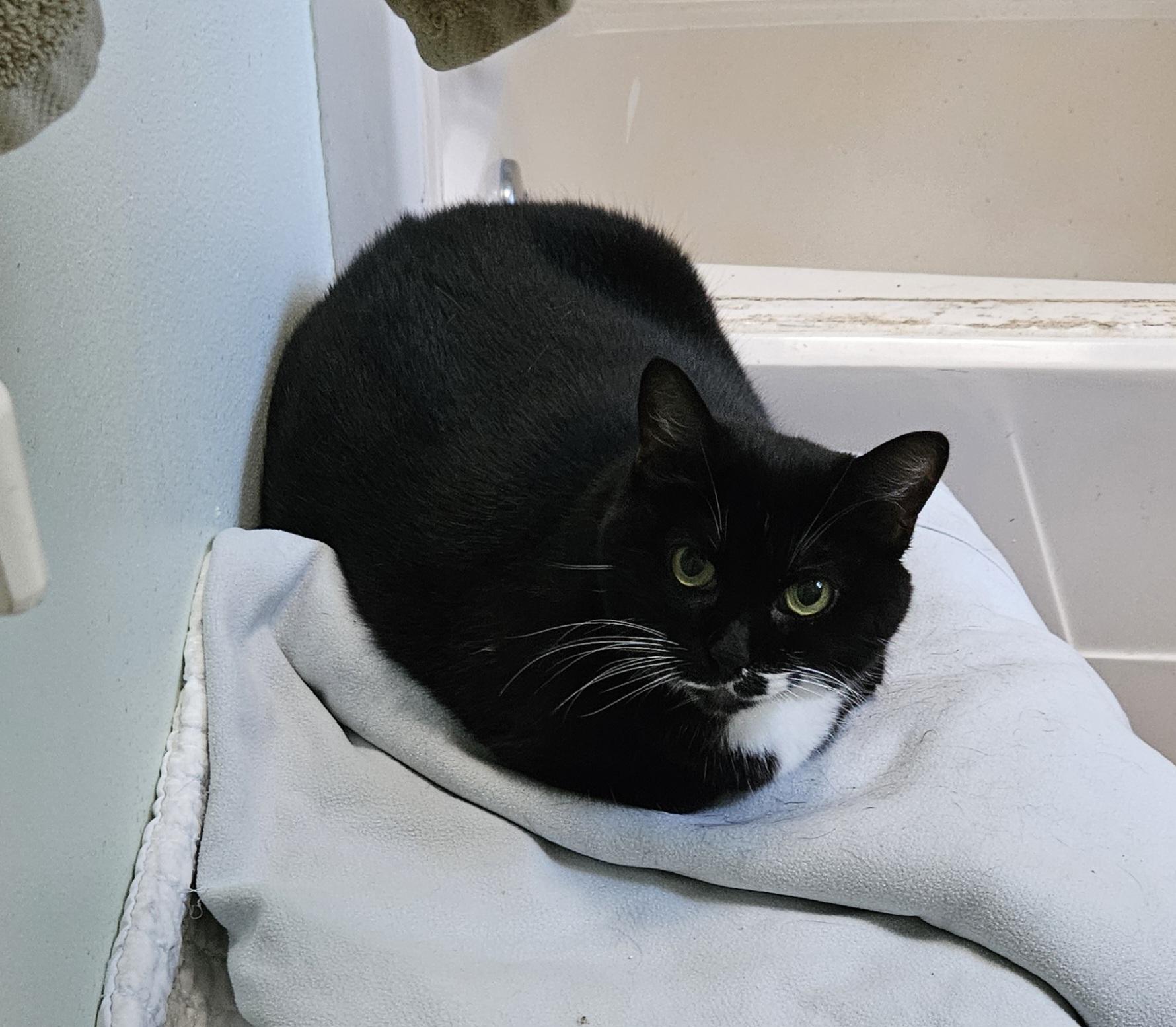 Misha, Adoptable, Adult Female Domestic Short Hair.