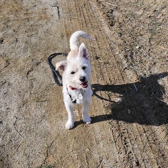 Enlarge Jack Frost, a ADOPTABLE mixed breed in benicia, CA image 1/2