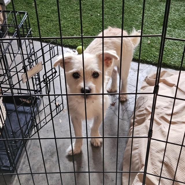 Enlarge Jack Frost, a ADOPTABLE mixed breed in benicia, CA image 2/2