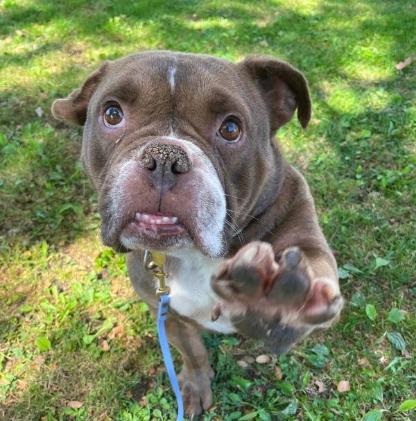Brownie, Adoptable, Adult Male American Bulldog.