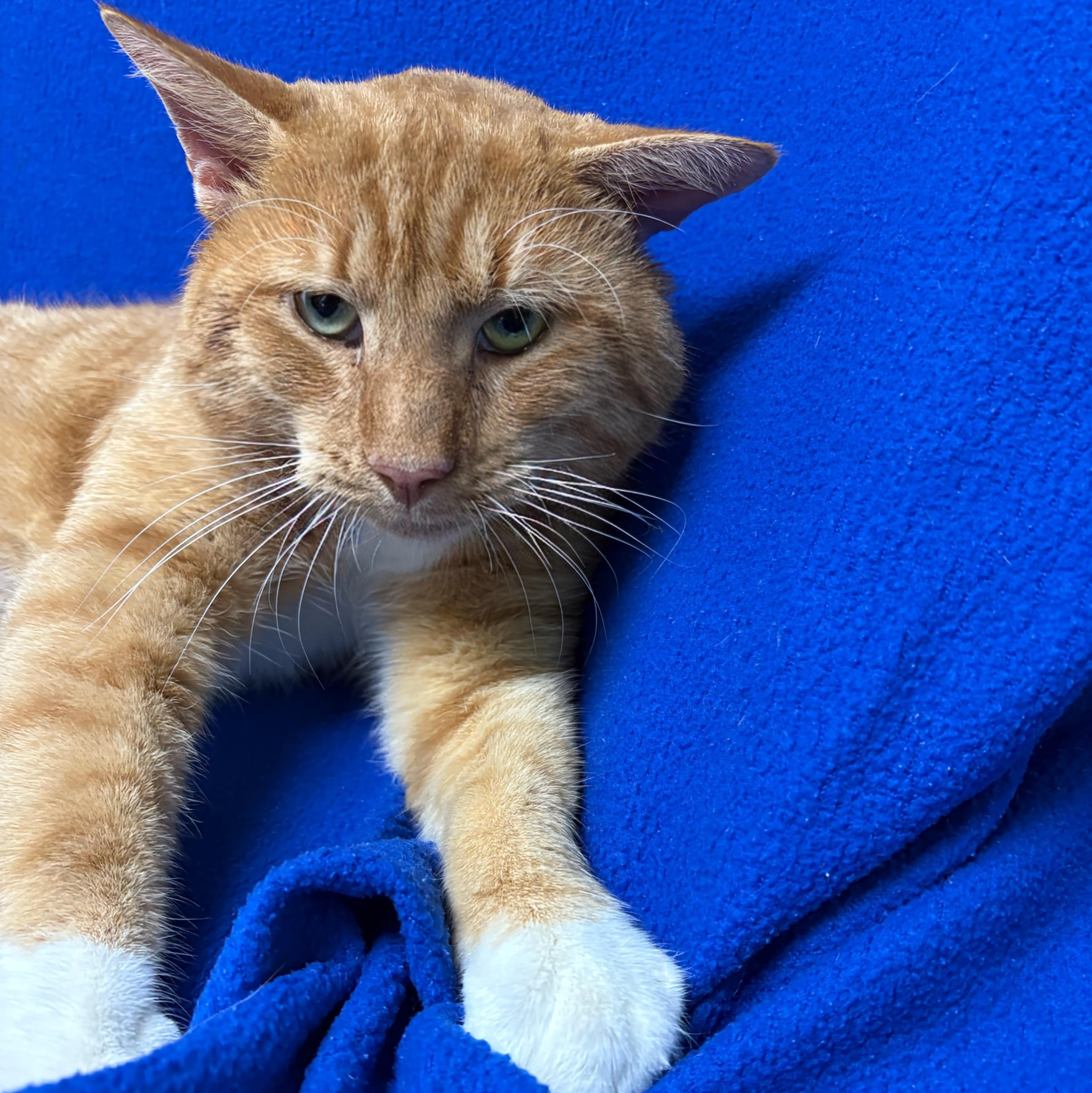 Calamari , an adopted Domestic Short Hair in Valdosta, GA image 1/2