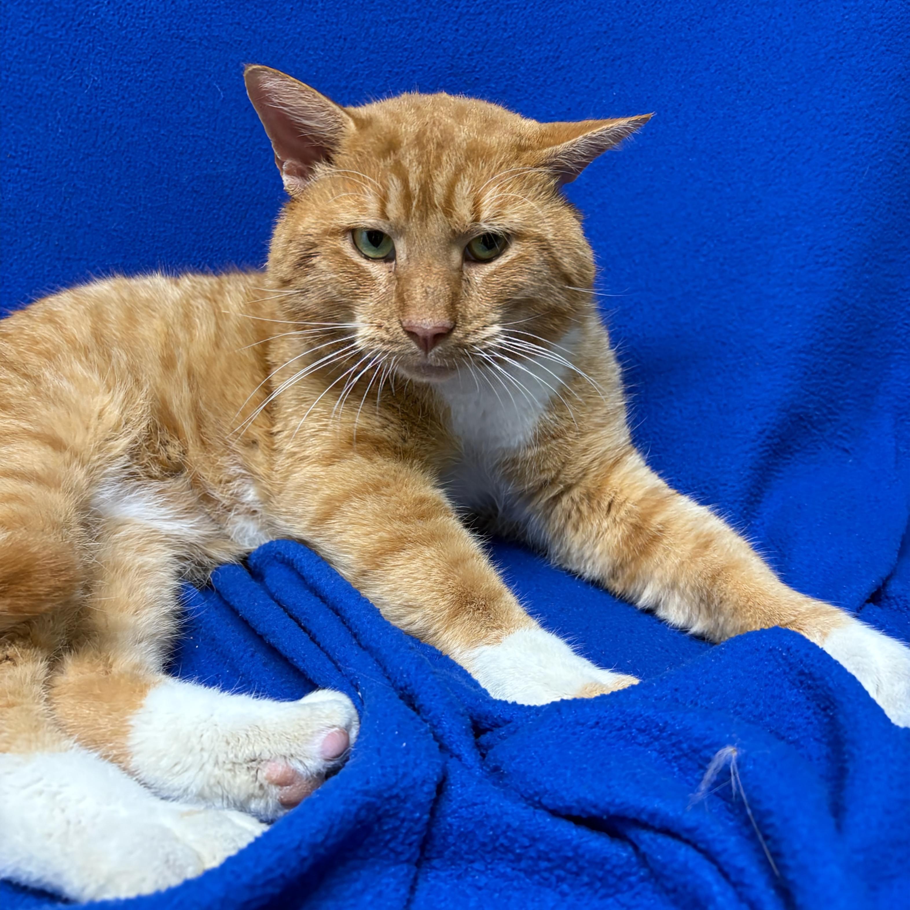 Calamari , an adopted Domestic Short Hair in Valdosta, GA image 2/2