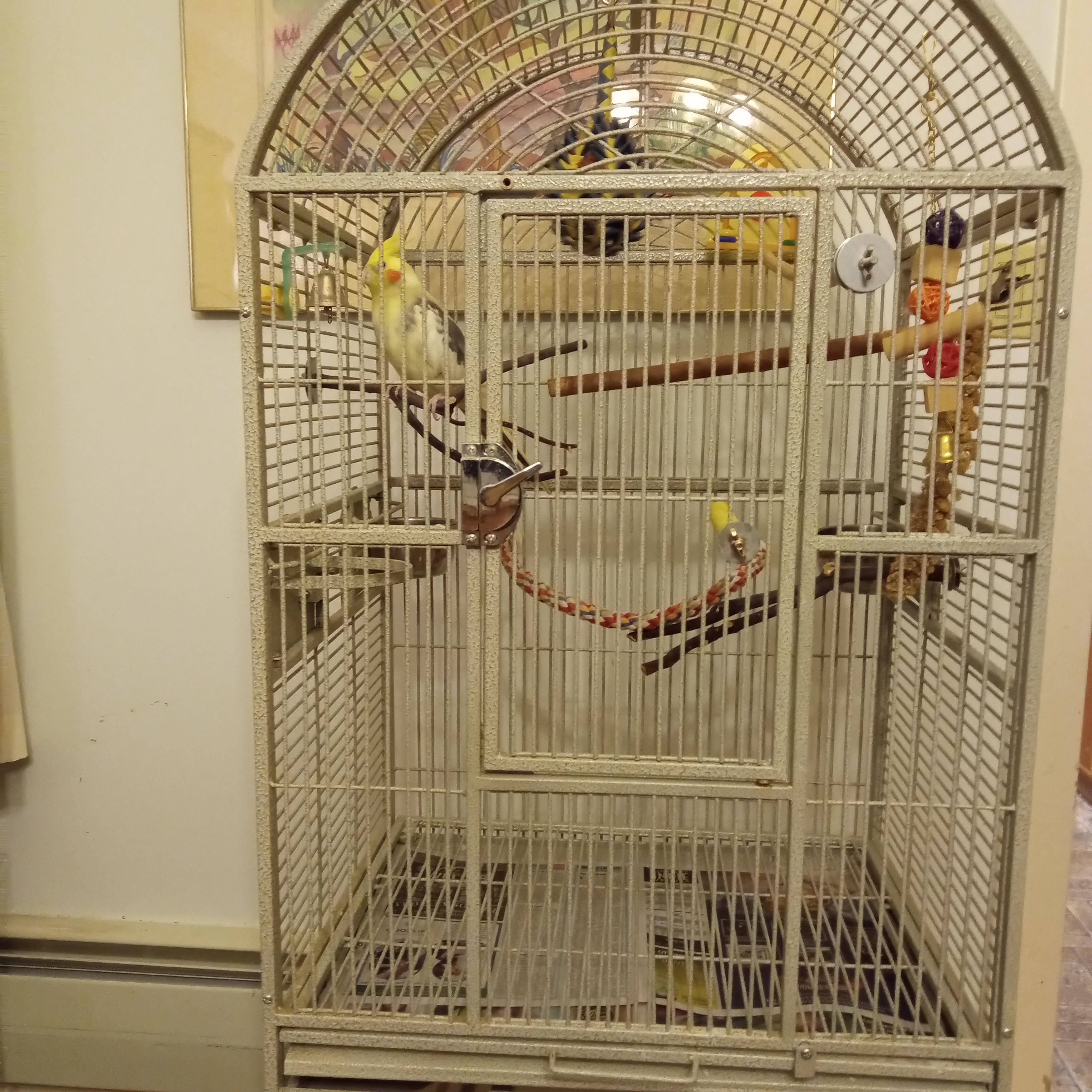 Enlarge Popcorn, a ADOPTABLE Cockatiel in Salt Lake City, UT image 3/3