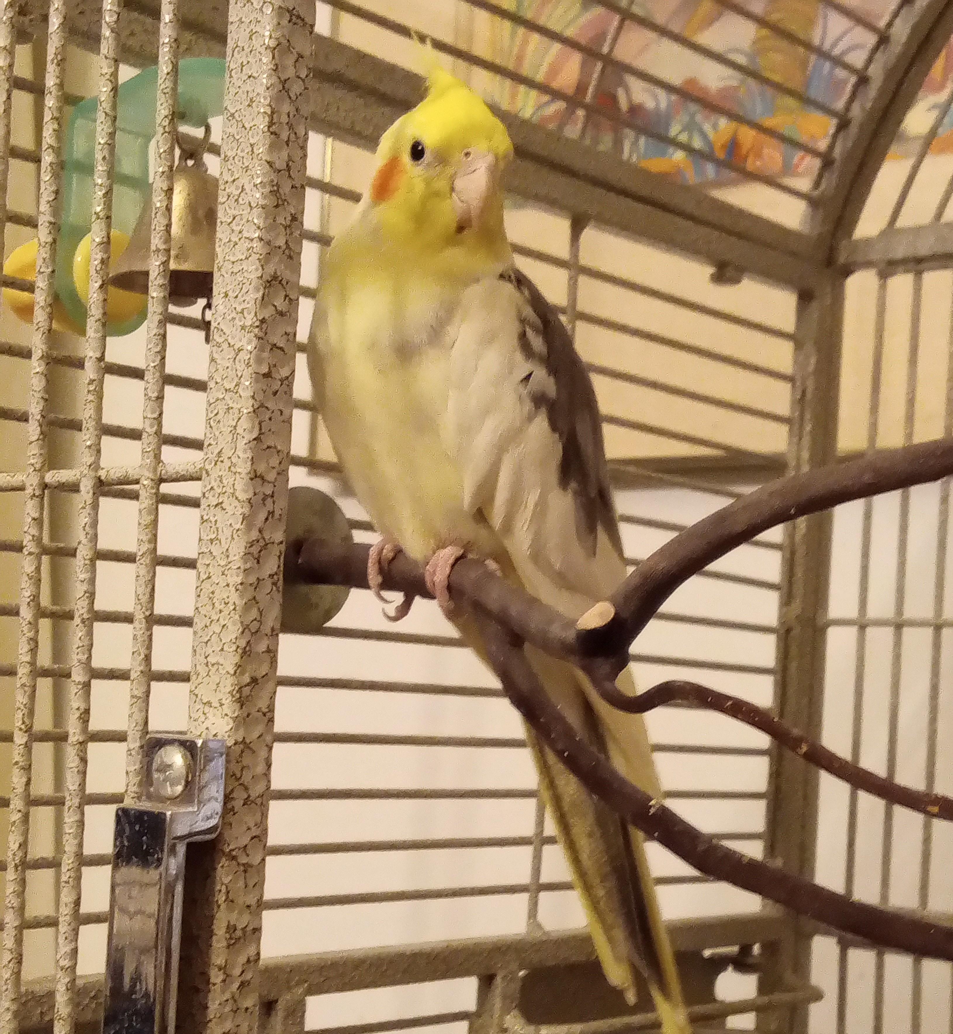 Popcorn, ADOPTABLE, Adult Male Cockatiel.