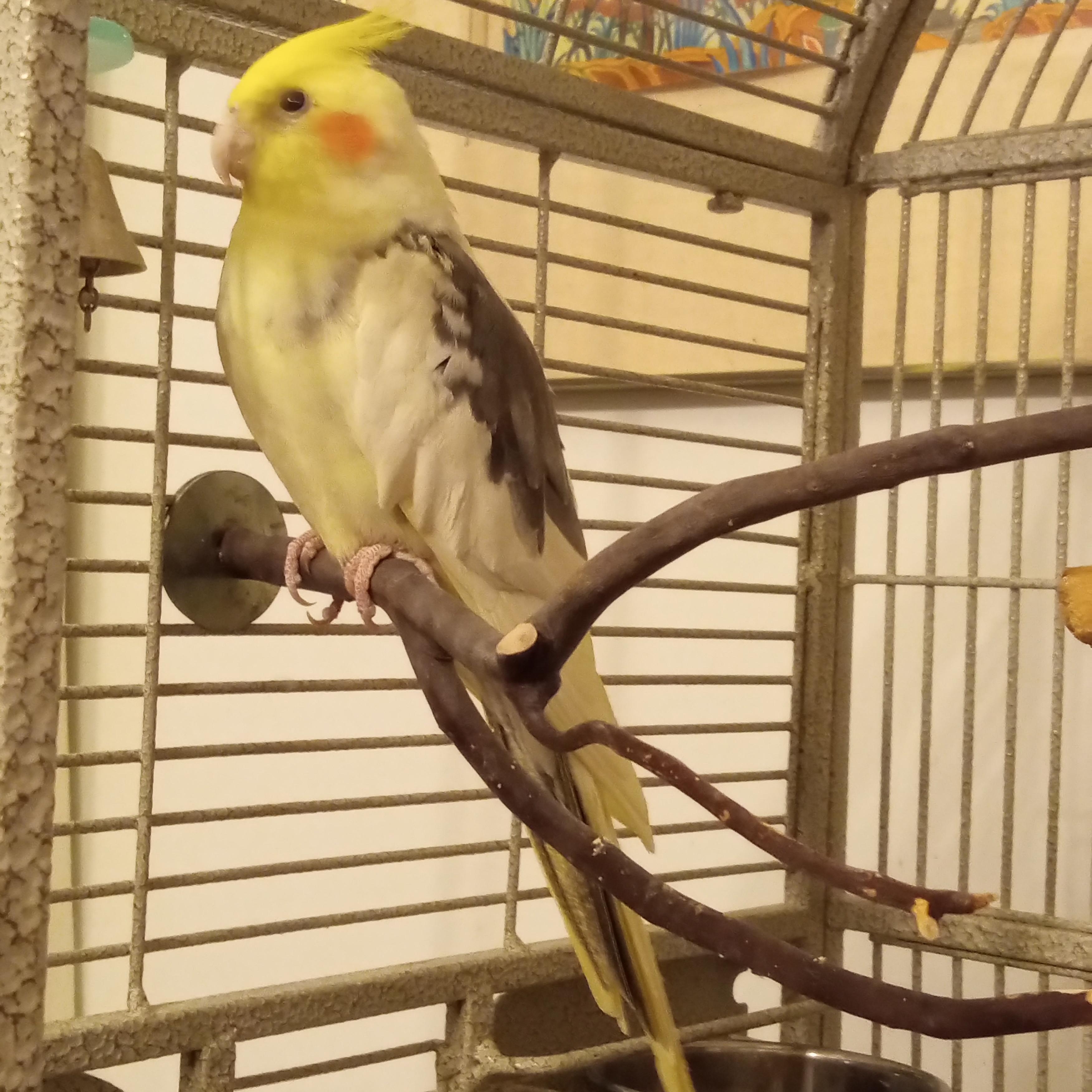 Enlarge Popcorn, a ADOPTABLE Cockatiel in Salt Lake City, UT image 2/3