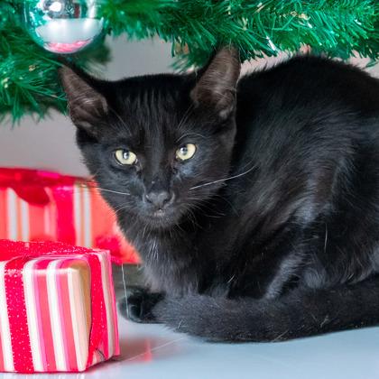 Tyson, a Adoptable Domestic Short Hair in Camano Island, WA image 1/2