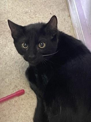 Tyson, a Adoptable Domestic Short Hair in Camano Island, WA image 2/2