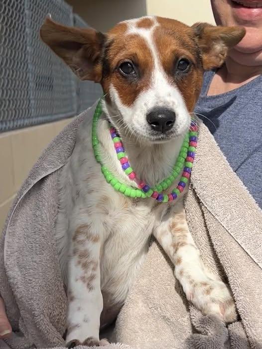 Enlarge Maui, a Adopted Australian Cattle Dog / Blue Heeler in McKinney, TX image 1/1
