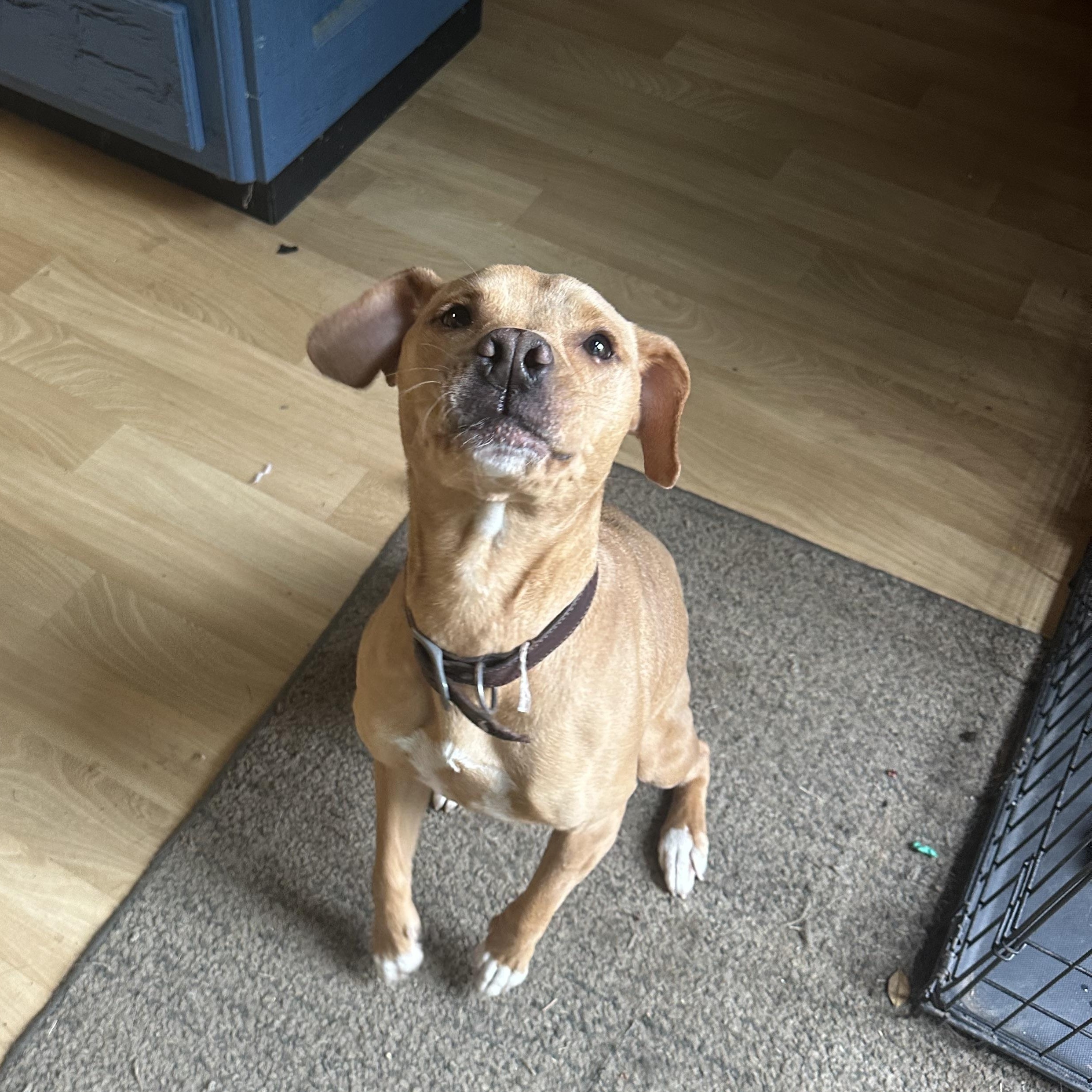 Stella