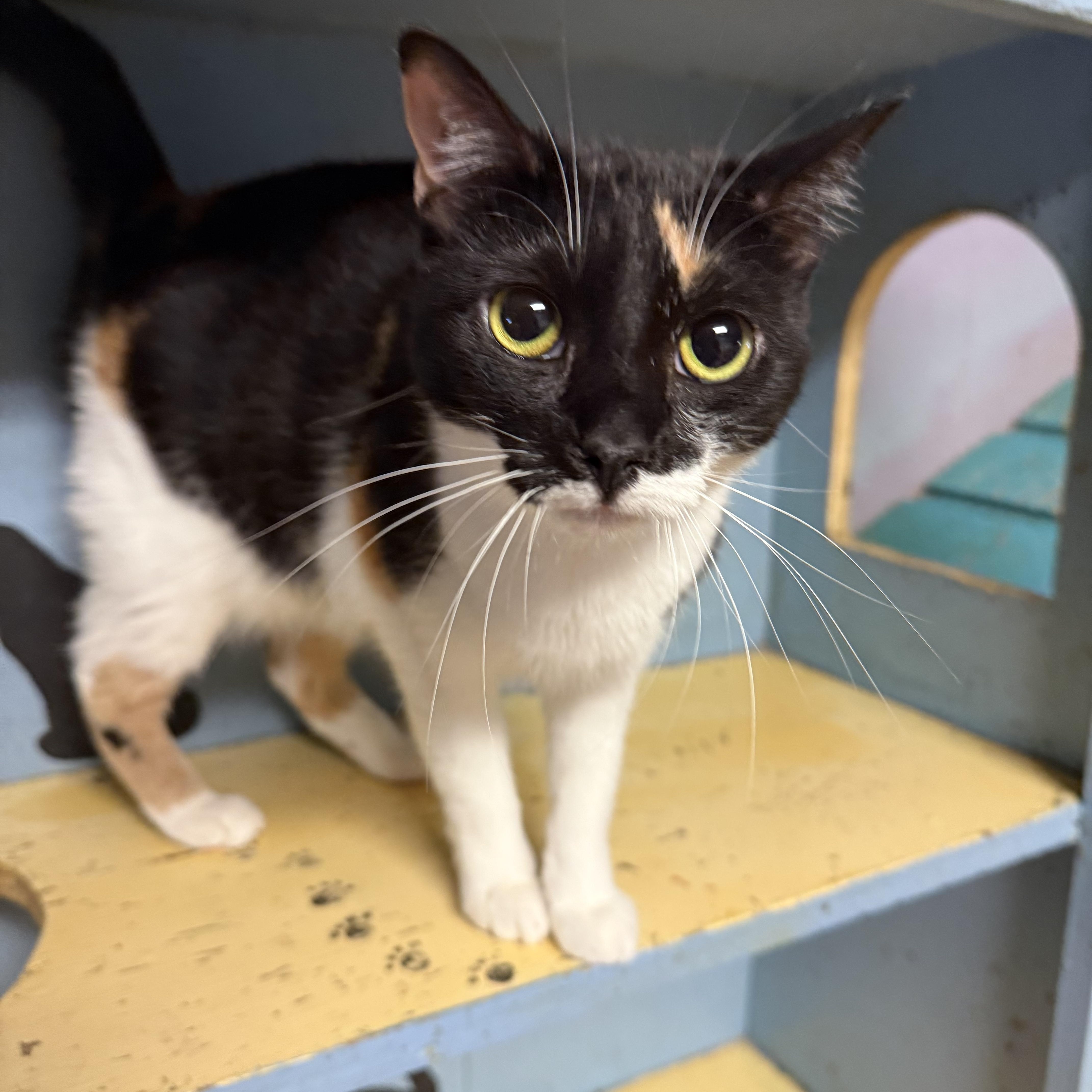 Enlarge Winnie, a Adoptable Domestic Short Hair in Varnville, SC image 1/4