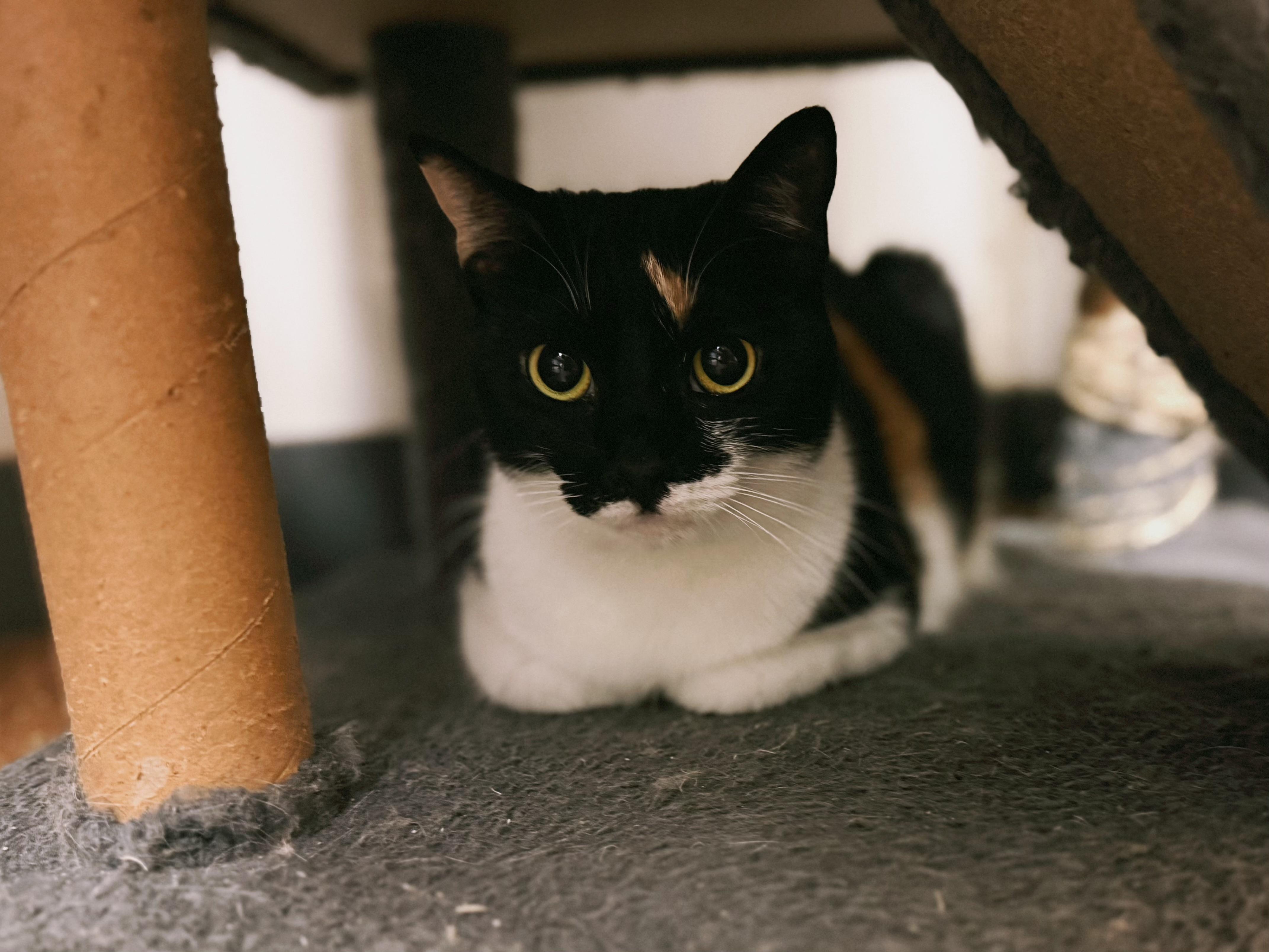 Enlarge Winnie, a Adoptable Domestic Short Hair in Varnville, SC image 4/4