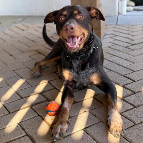 Enlarge SLAUSON *, a Adoptable mixed breed in San Juan Capistrano, CA image 1/6