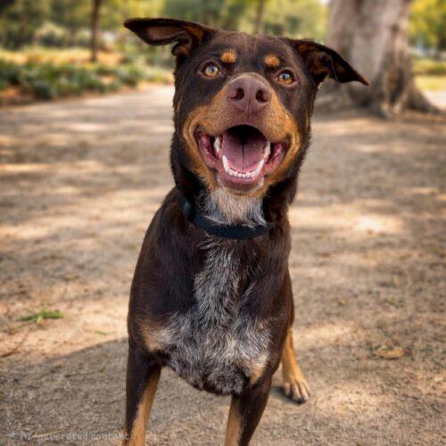 Enlarge SLAUSON *, a Adoptable mixed breed in San Juan Capistrano, CA image 4/6