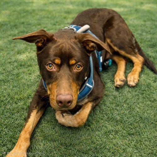 Enlarge SLAUSON *, a Adoptable mixed breed in San Juan Capistrano, CA image 5/6