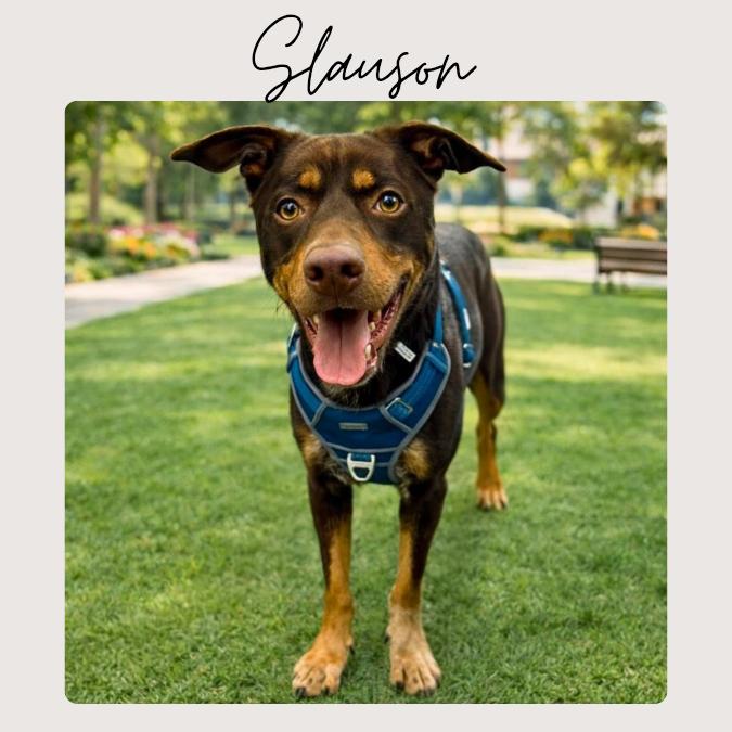 Enlarge SLAUSON *, a Adoptable mixed breed in San Juan Capistrano, CA image 2/6