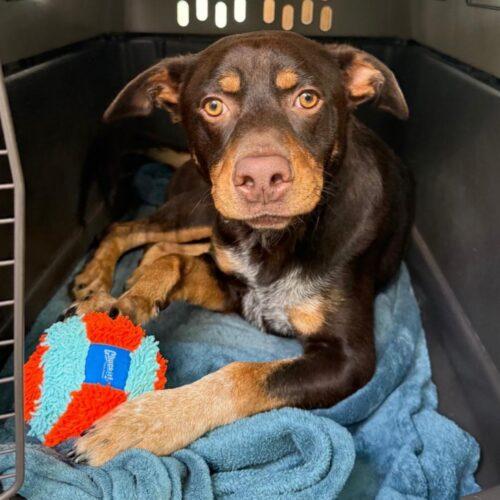 Enlarge SLAUSON *, a Adoptable mixed breed in San Juan Capistrano, CA image 3/6