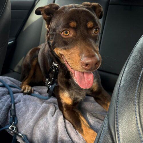 Enlarge SLAUSON *, a Adoptable mixed breed in San Juan Capistrano, CA image 6/6