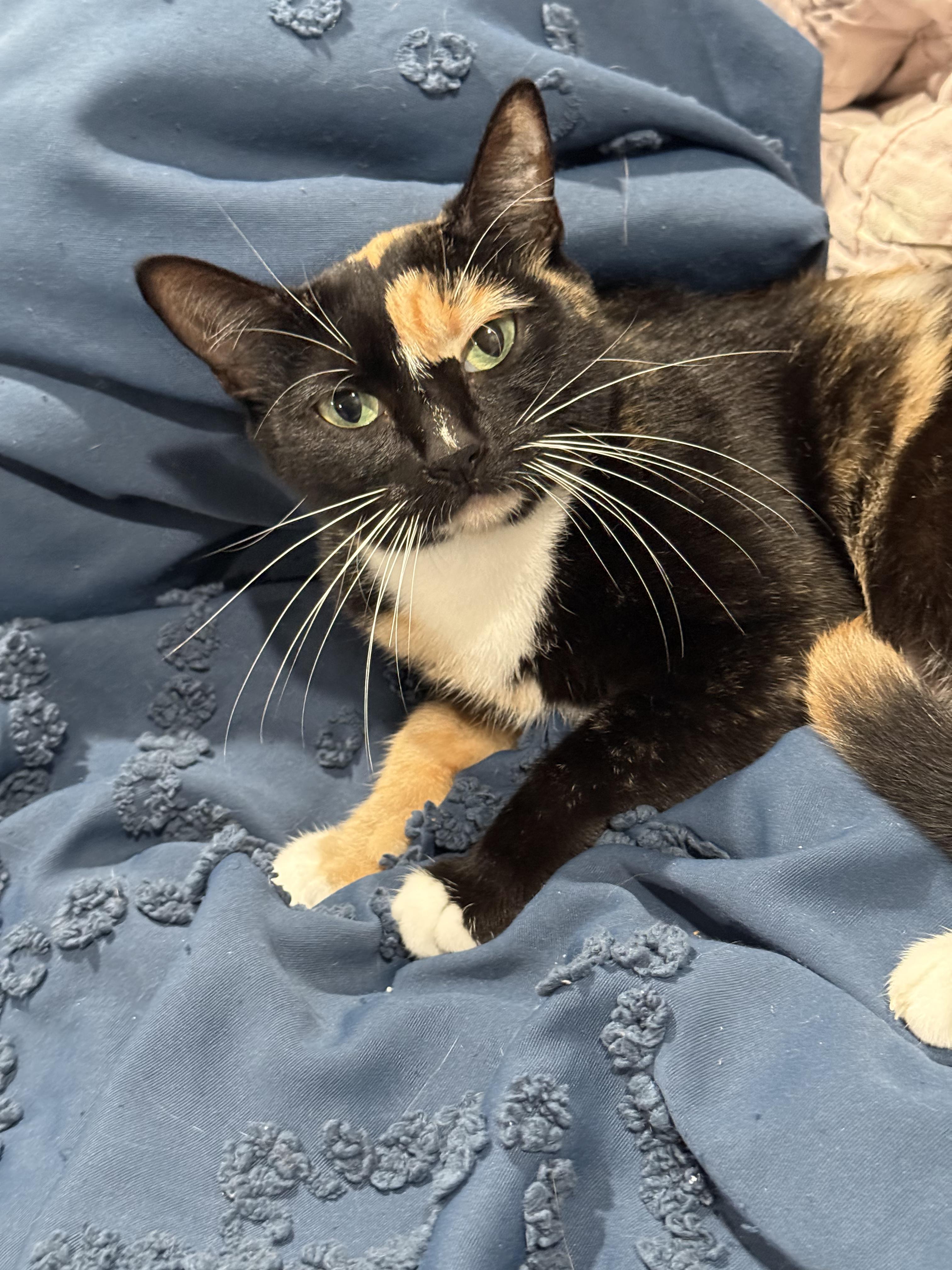 Cali, an adopted Domestic Short Hair in Odenton, MD image 1/4