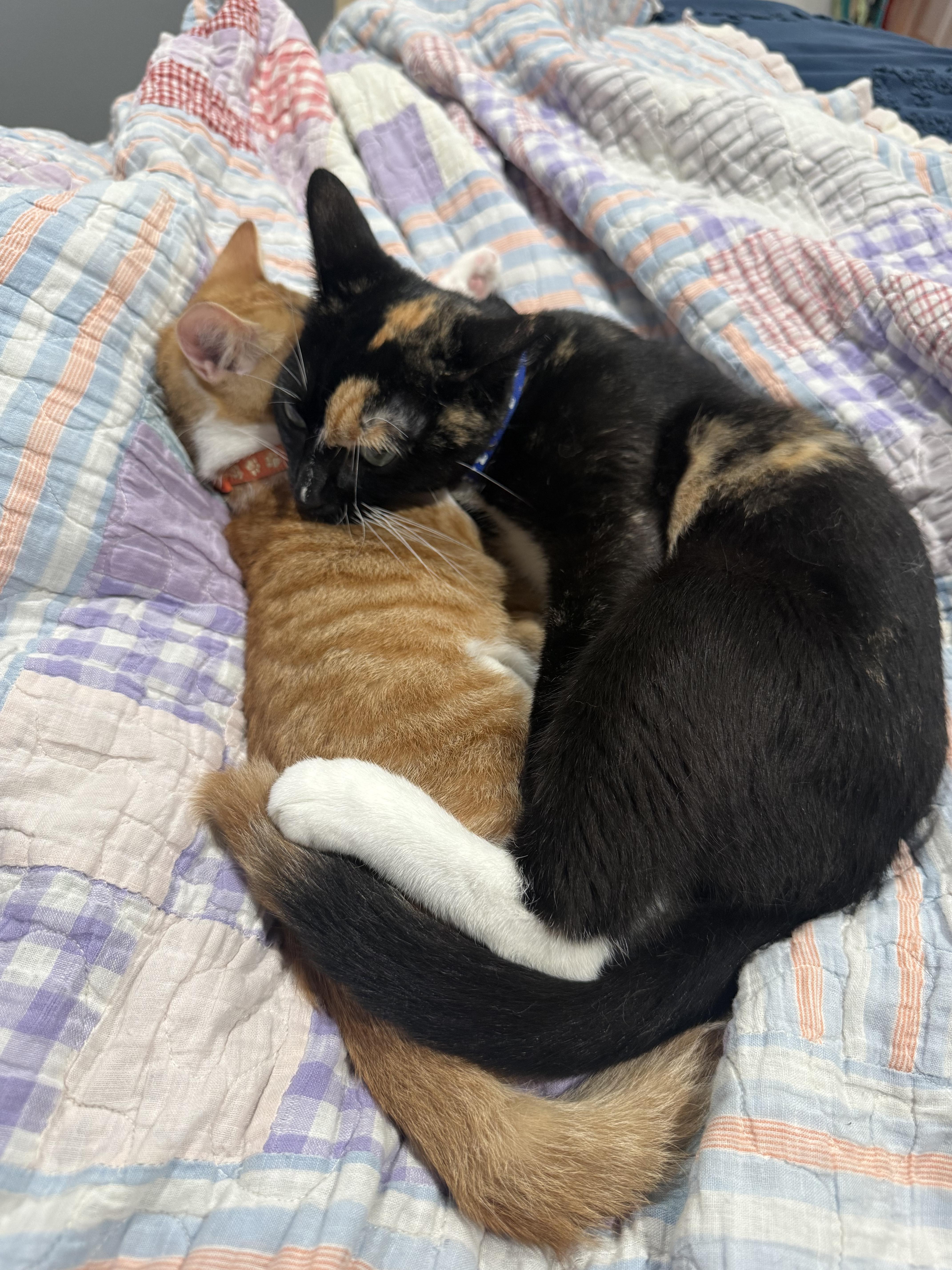 Cali, an adopted Domestic Short Hair in Odenton, MD image 3/4