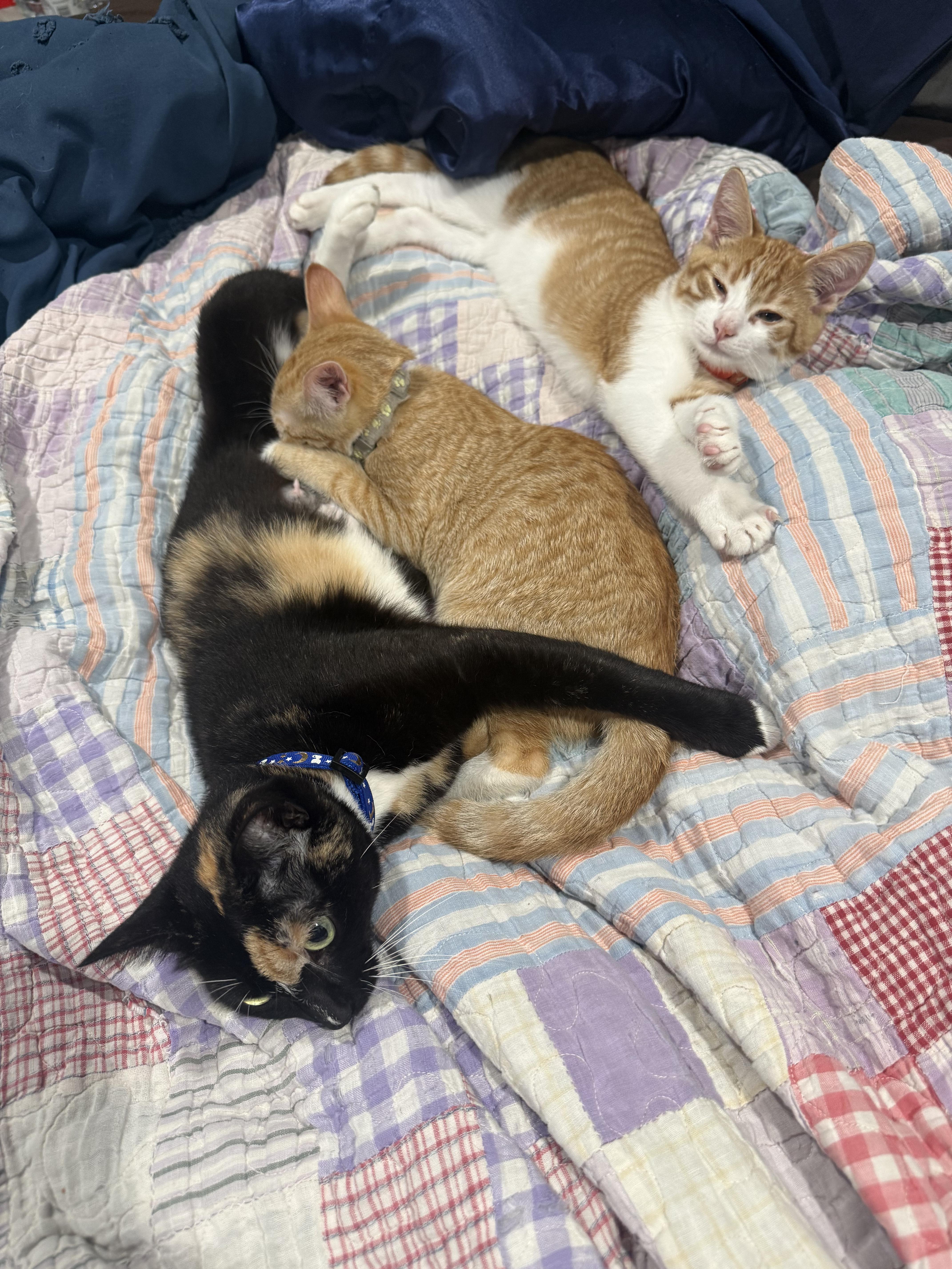Cali, an adopted Domestic Short Hair in Odenton, MD image 4/4