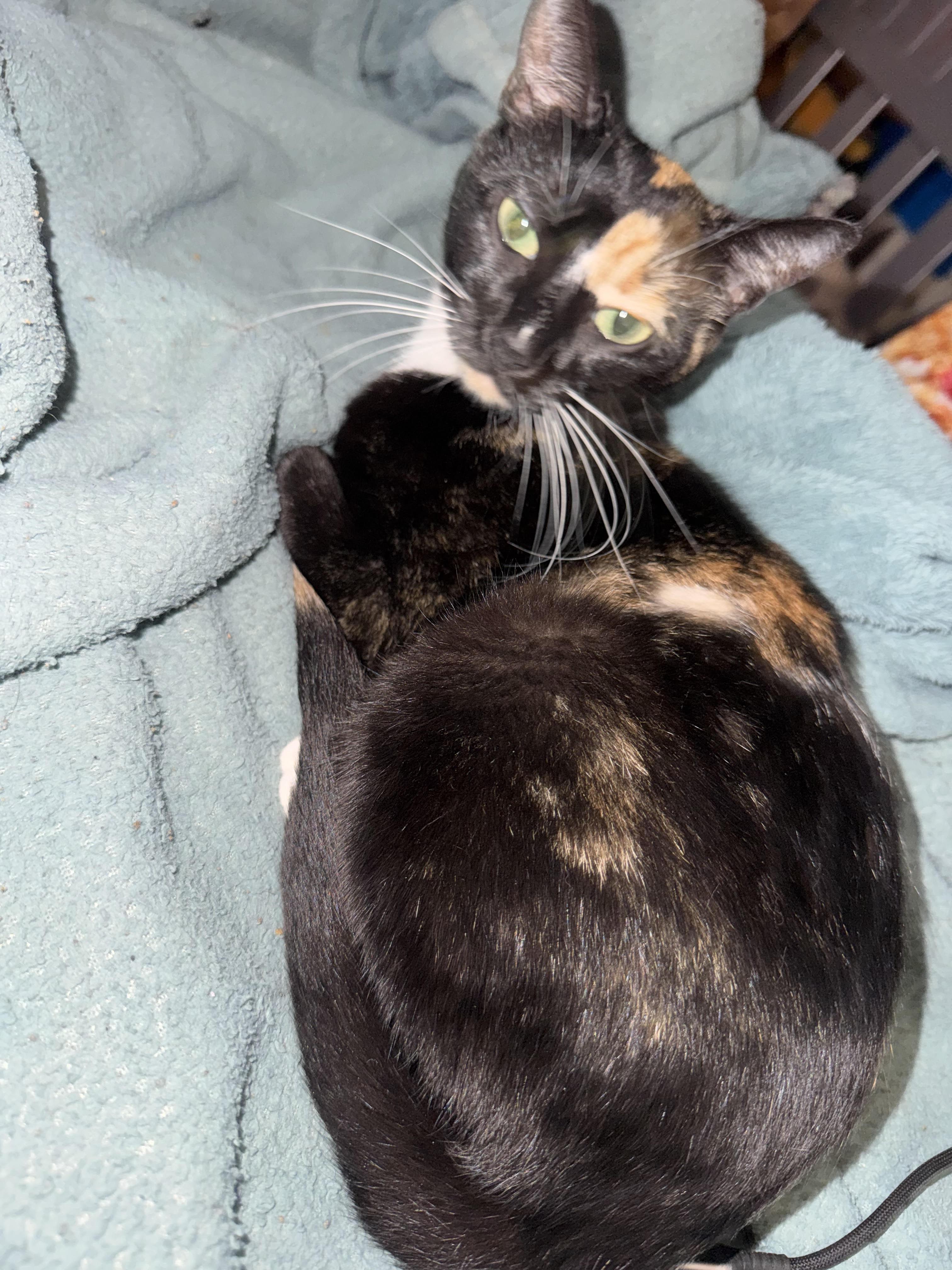 Cali, an adopted Domestic Short Hair in Odenton, MD image 2/4
