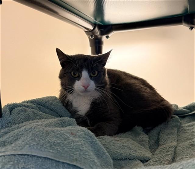 ANCHOVY, Adoptable, Young Male Domestic Short Hair.