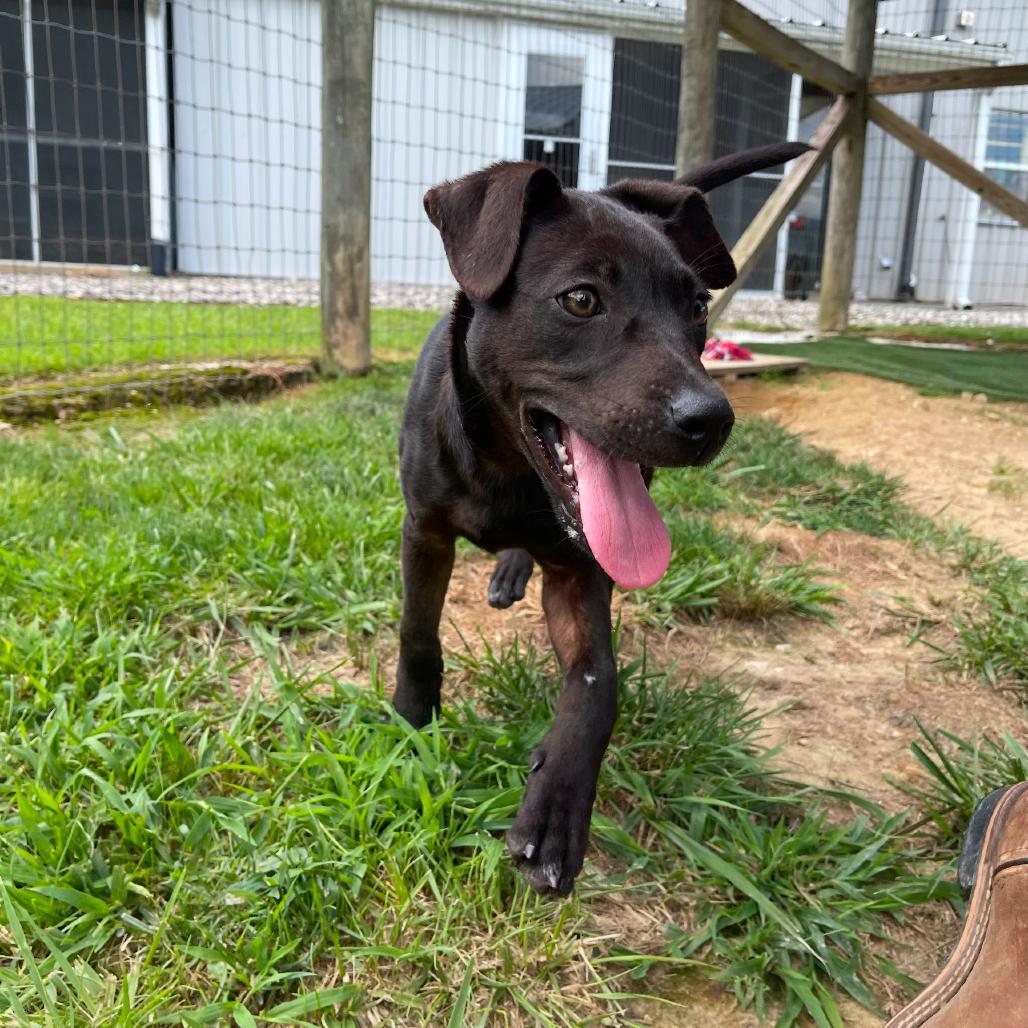Enlarge Ruth, a Adoptable mixed breed in Blairsville, GA image 1/6