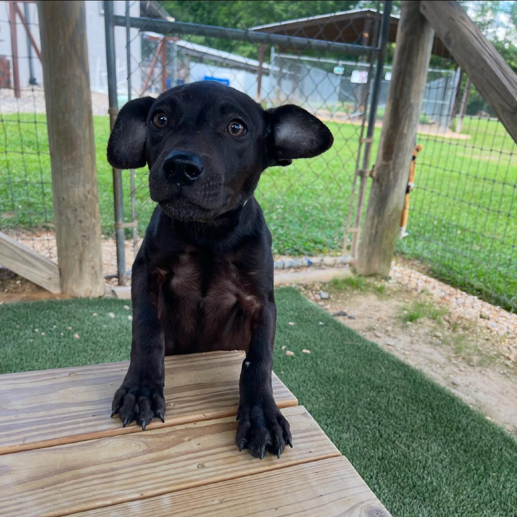 Enlarge Ruth, a Adoptable mixed breed in Blairsville, GA image 2/6