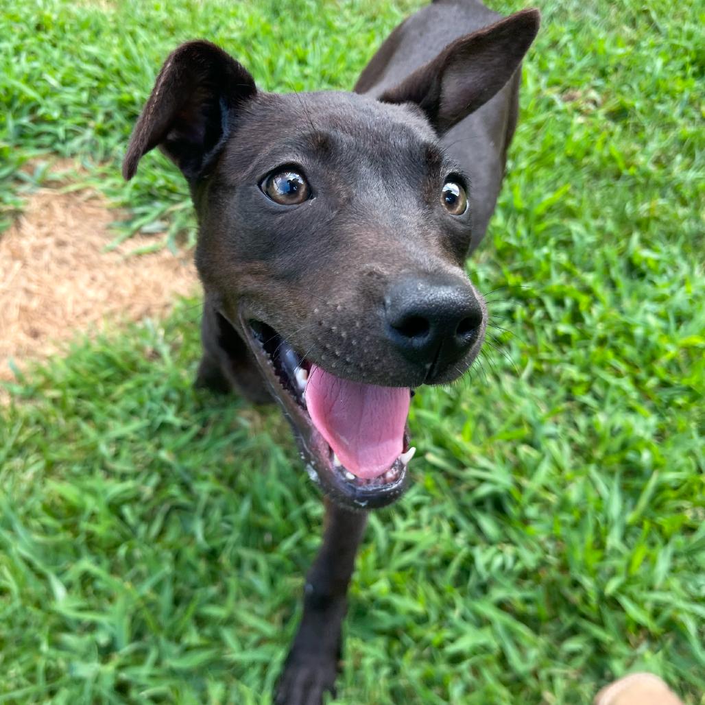 Enlarge Ruth, a Adoptable mixed breed in Blairsville, GA image 3/6