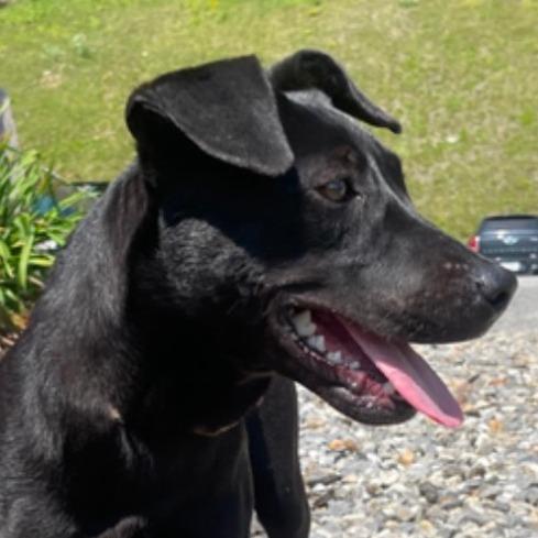 Enlarge Ruth, a Adoptable mixed breed in Blairsville, GA image 4/6