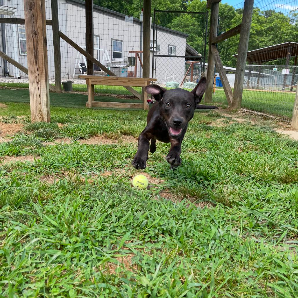 Enlarge Ruth, a Adoptable mixed breed in Blairsville, GA image 6/6