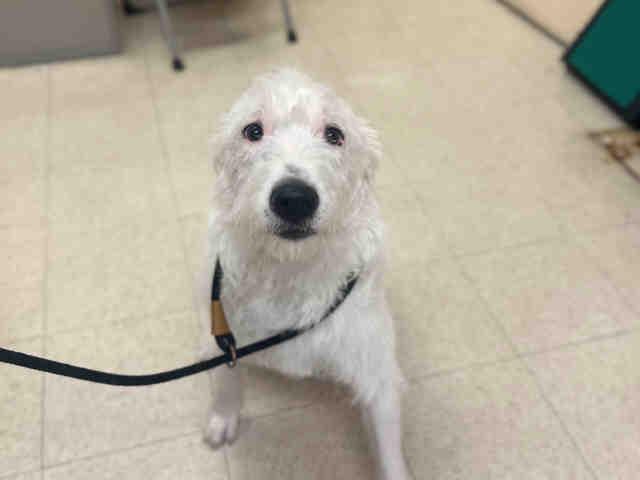 NOVA, Adoptable, Young Female Terrier & Mixed Breed.