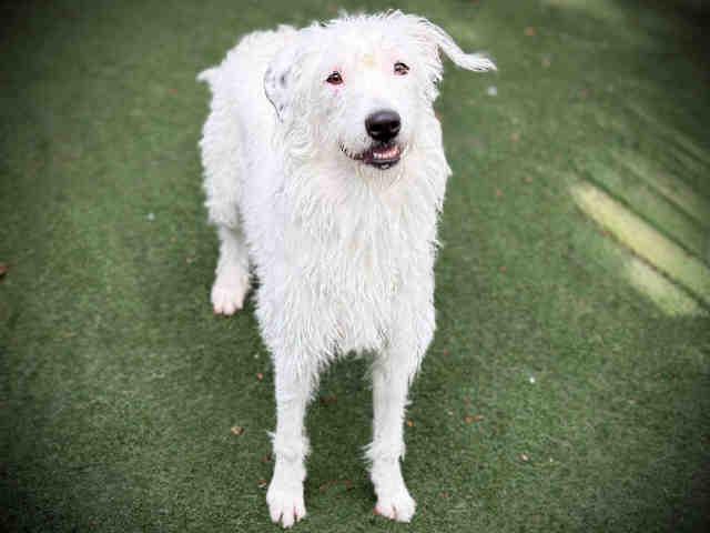 NOVA, Adoptable, Young Female Terrier & Mixed Breed.