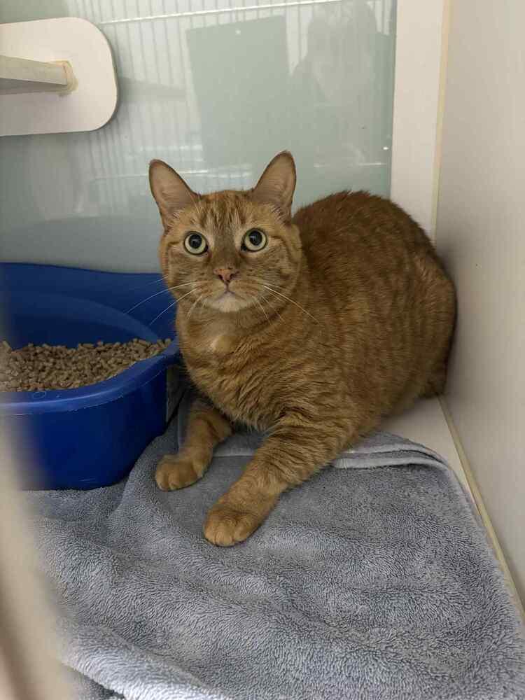 Tuffy, Adoptable, Senior Male Domestic Short Hair.