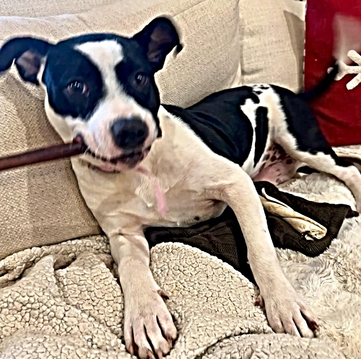 Brooke, Adoptable, Young Female Mixed Breed.