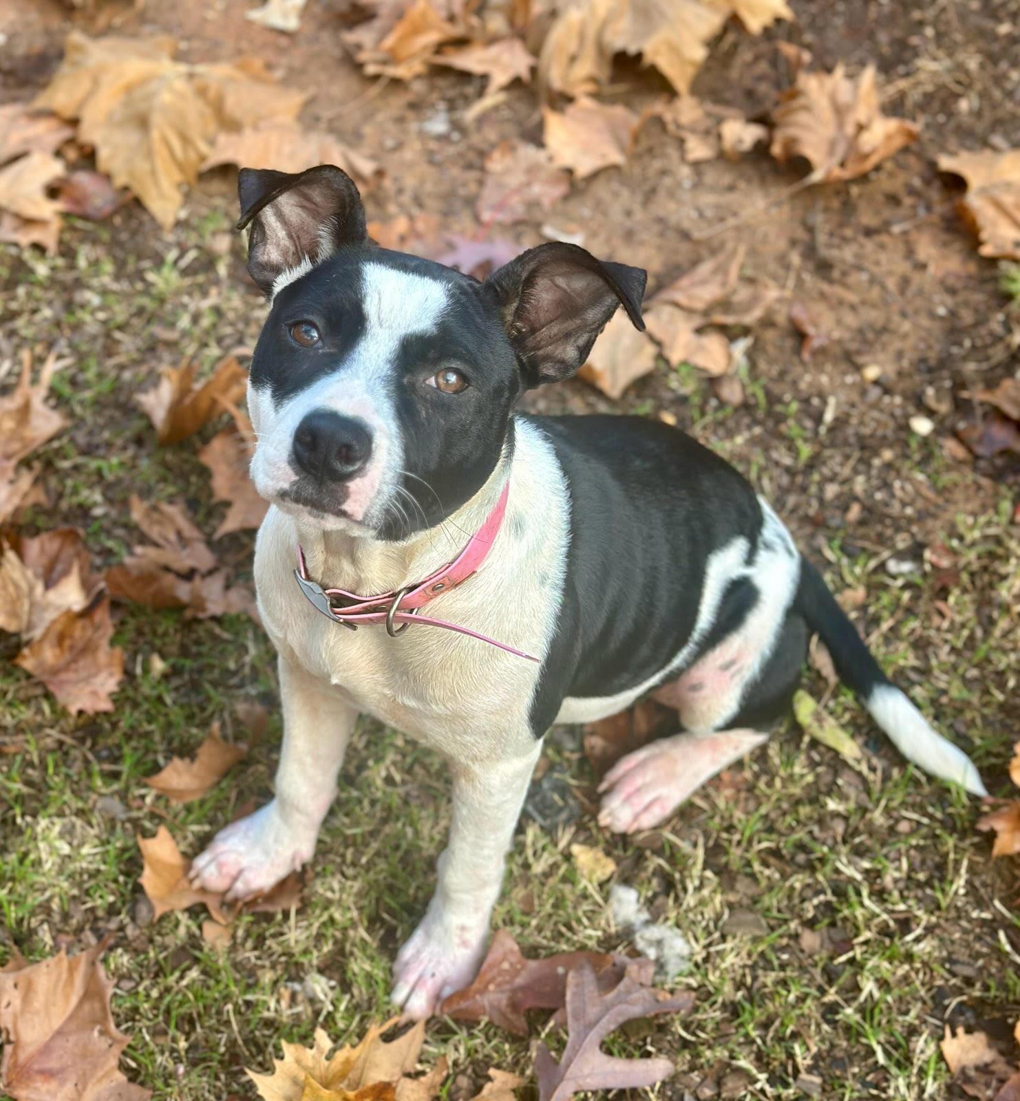 Brooke, Adoptable, Young Female Mixed Breed.