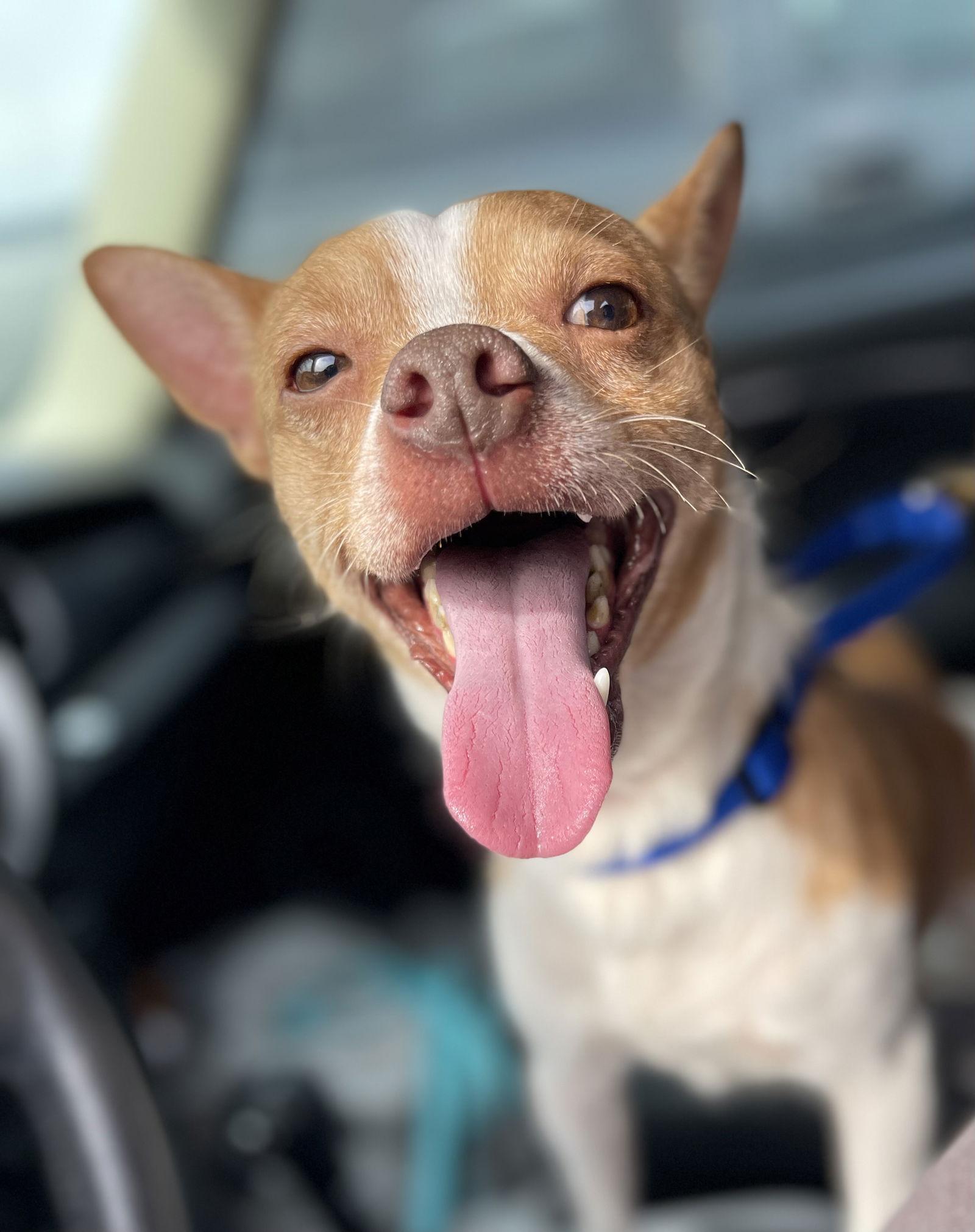 Charlie, Adoptable, Adult Male Chihuahua & Terrier.