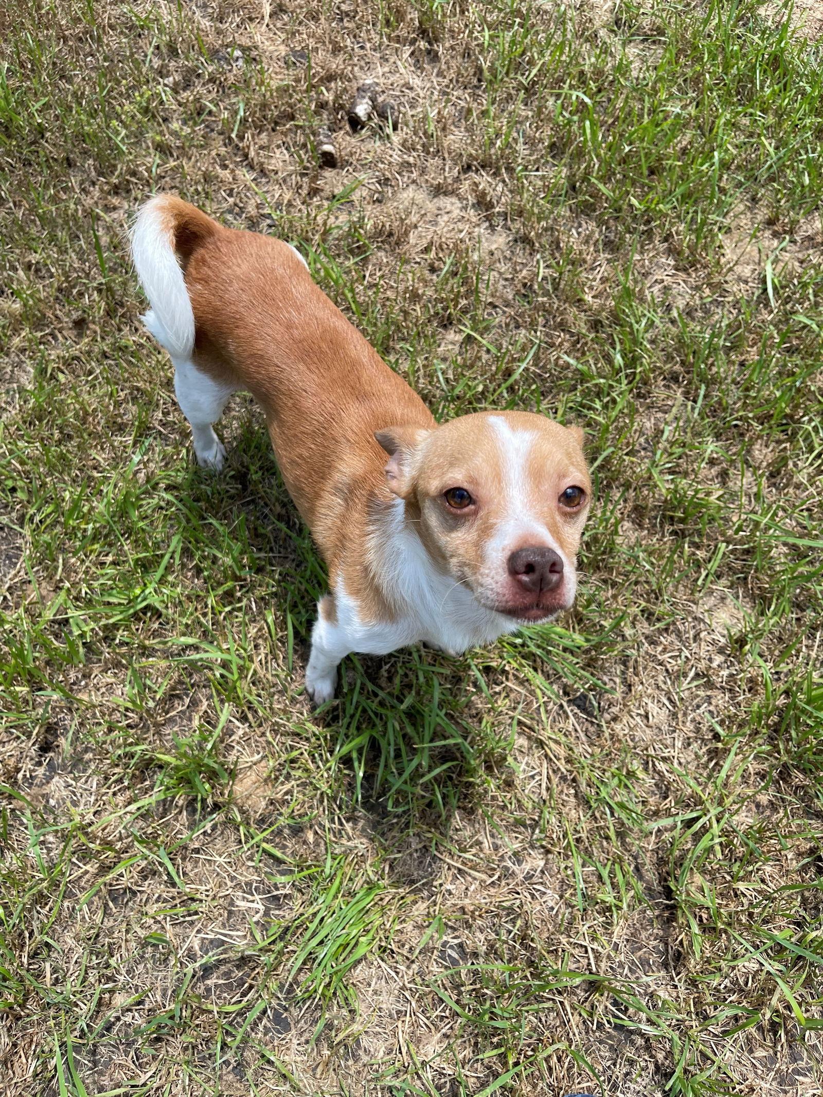 Enlarge Charlie, a Adoptable mixed breed in Mesquite, TX image 2/3
