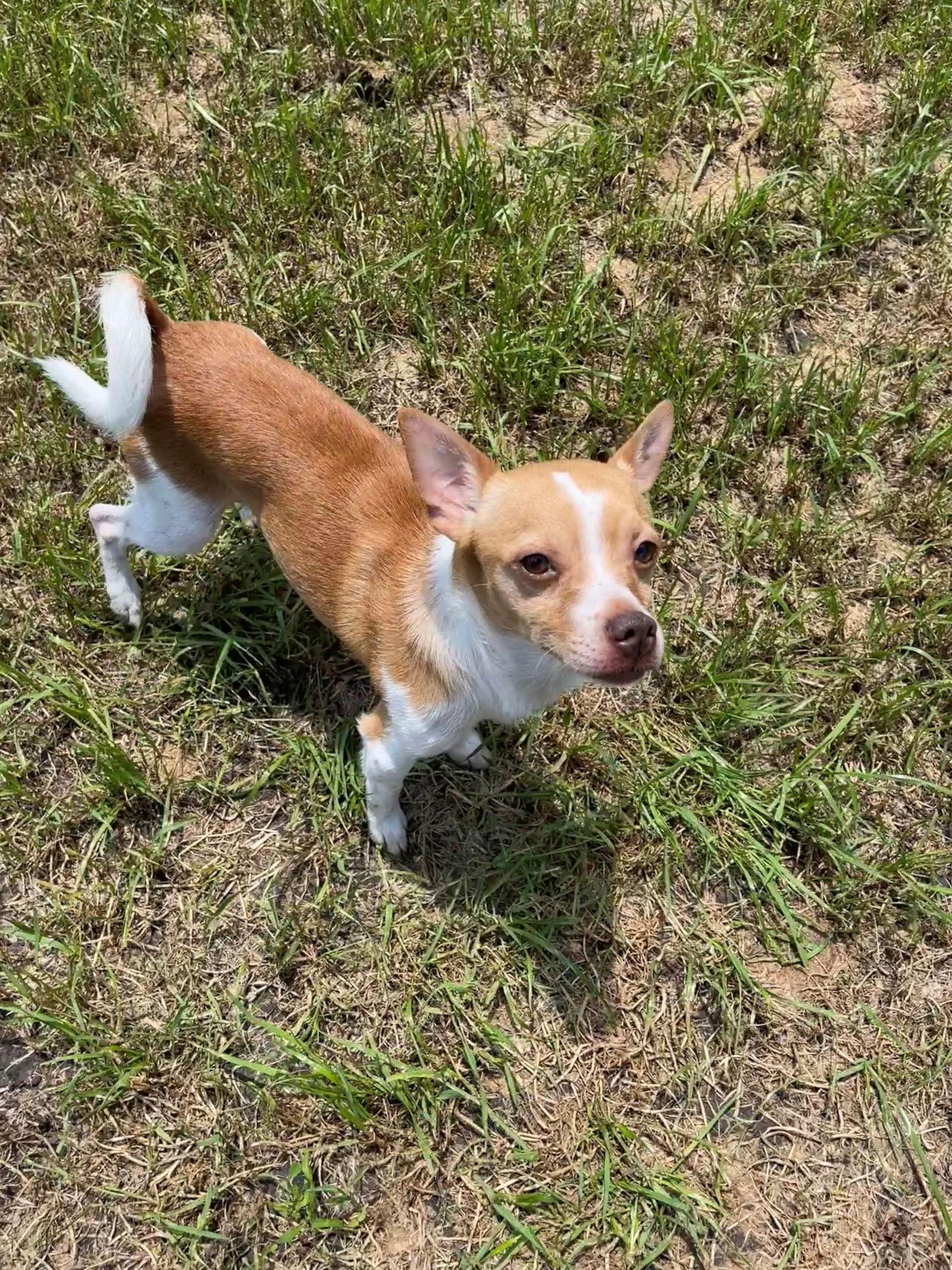 Enlarge Charlie, a Adoptable mixed breed in Mesquite, TX image 3/3