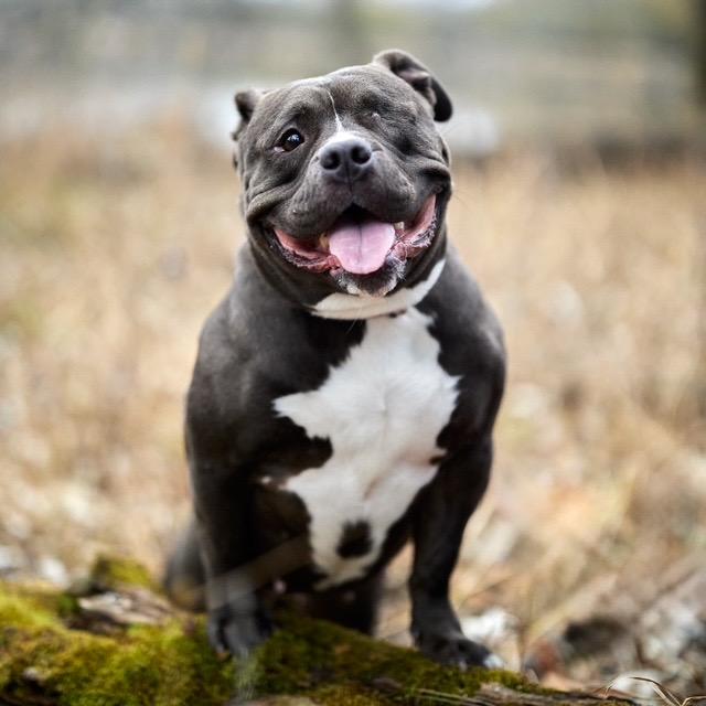 Enlarge Sweetie Pie, a Adoptable mixed breed in Chicago, IL image 2/4