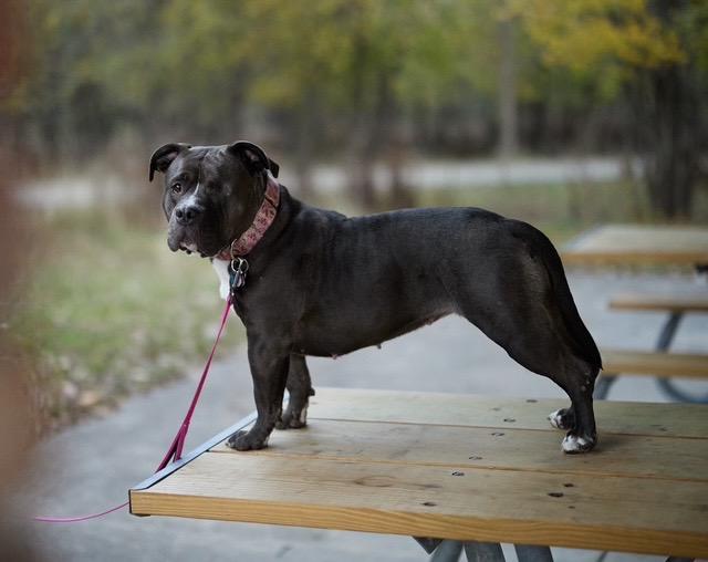 Enlarge Sweetie Pie, a Adoptable mixed breed in Chicago, IL image 3/4