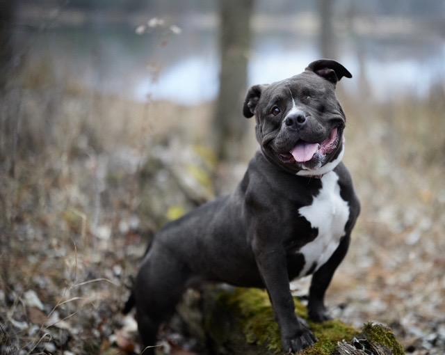 Enlarge Sweetie Pie, a Adoptable mixed breed in Chicago, IL image 4/4