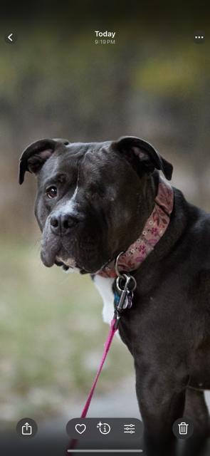 Enlarge Sweetie Pie, a Adoptable mixed breed in Chicago, IL image 1/4