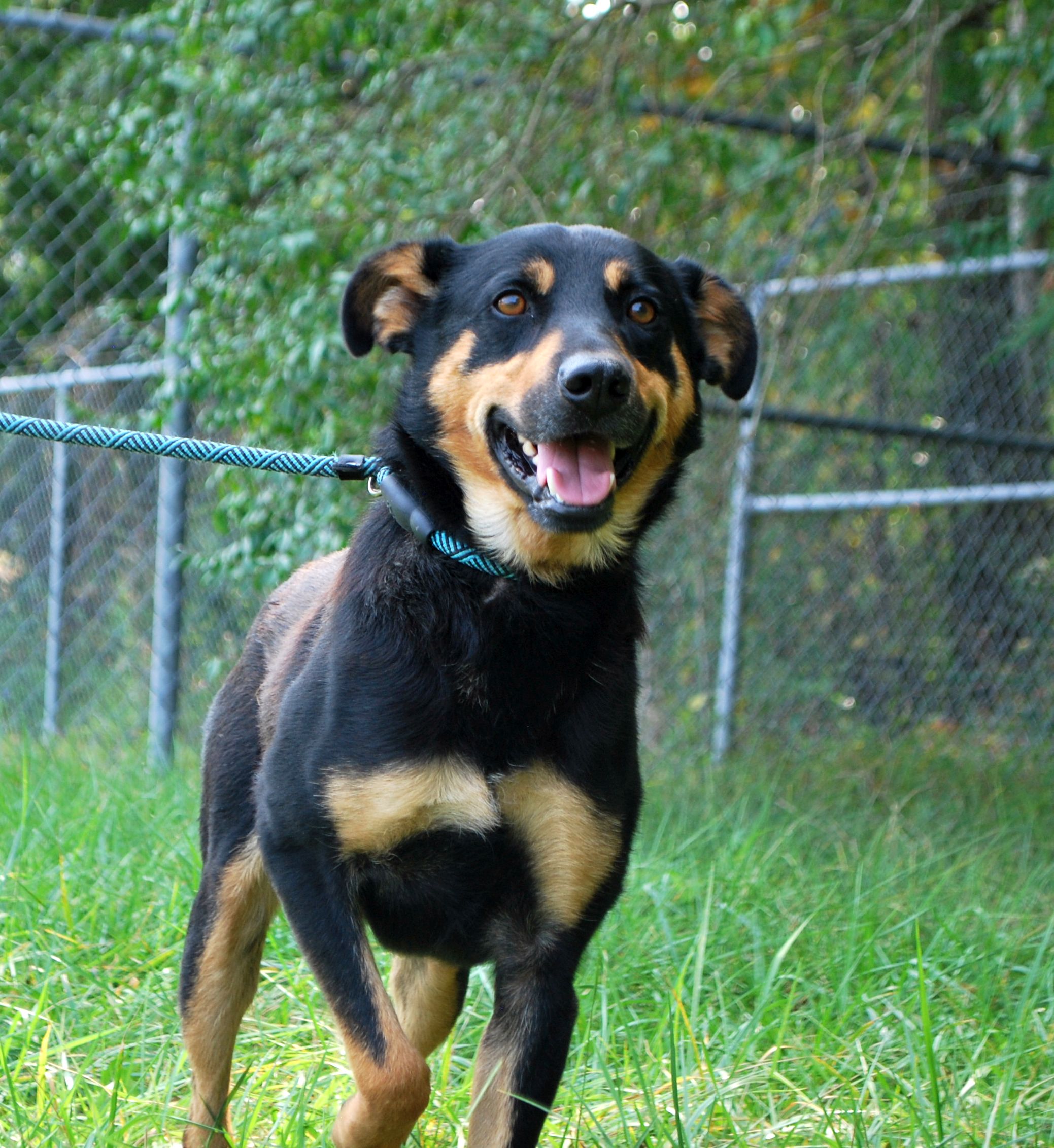 Bear, a Adoptable mixed breed in manchester, TN image 2/5