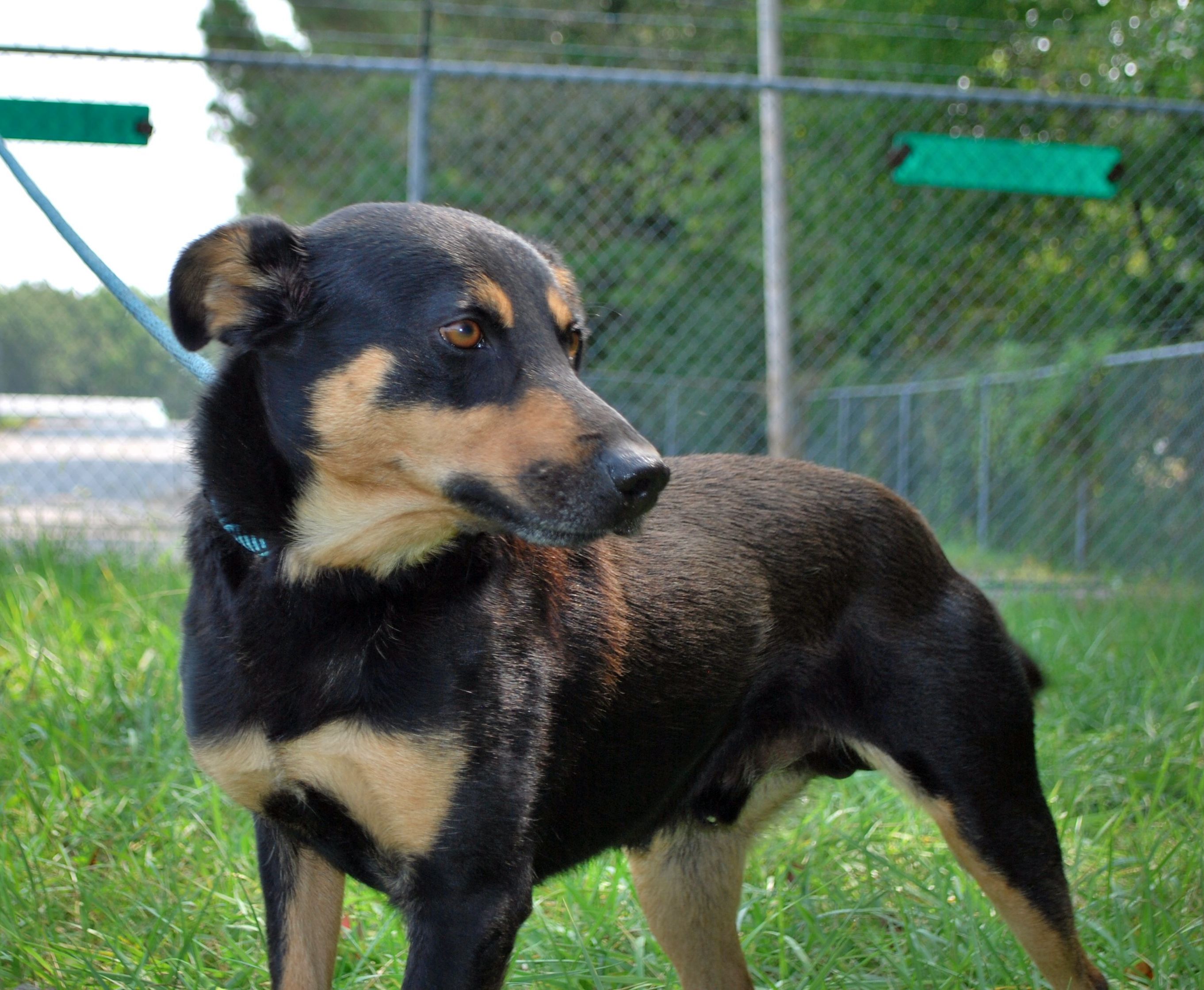 Bear, a Adoptable mixed breed in manchester, TN image 4/5