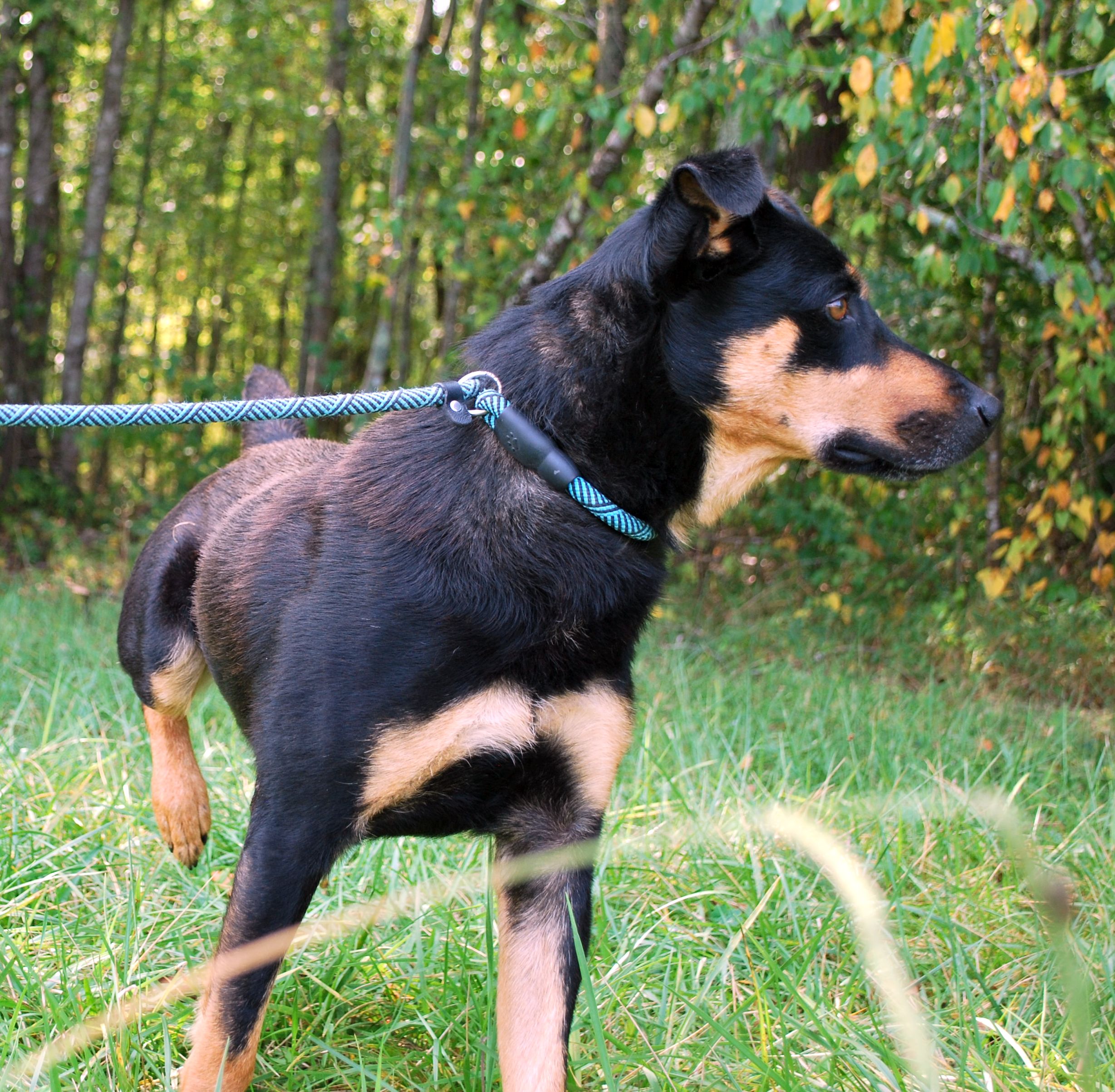 Bear, a Adoptable mixed breed in manchester, TN image 5/5