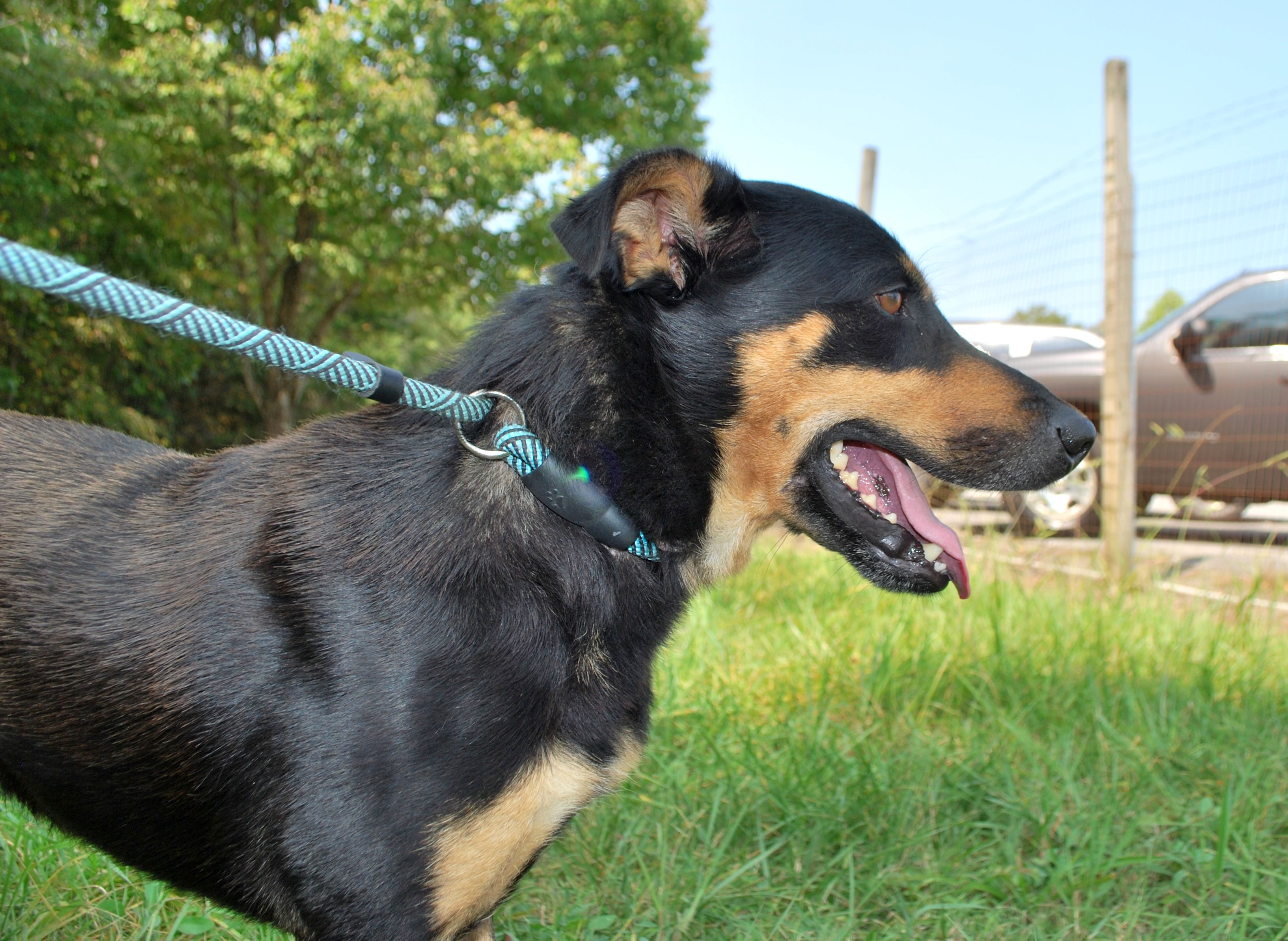 Bear, a Adoptable mixed breed in manchester, TN image 3/5